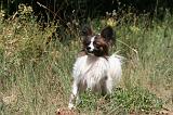 EPAGNEUL PAPILLON 152